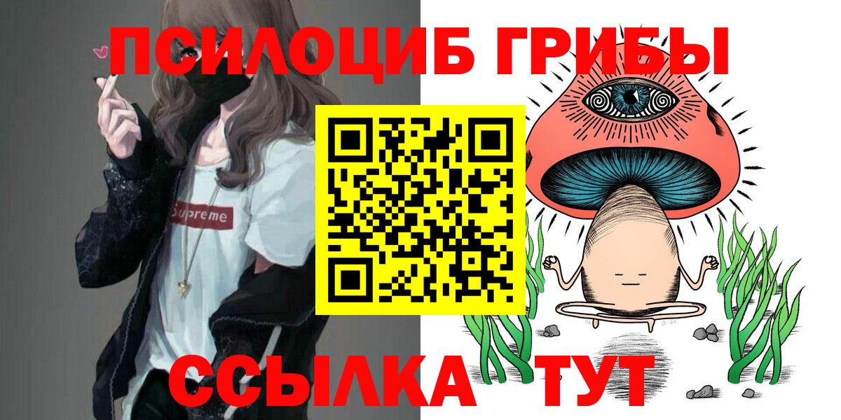 Псилоцибиновые грибы Psilocybe Гатчина